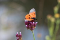 /album/ukutula/walter-sisulu-botanical-gardens-081-jpg/